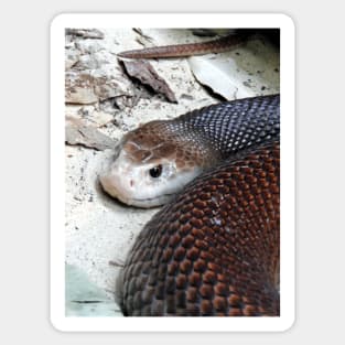 Coastal Taipan Sticker